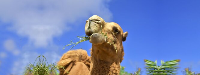 Camel Safari Park